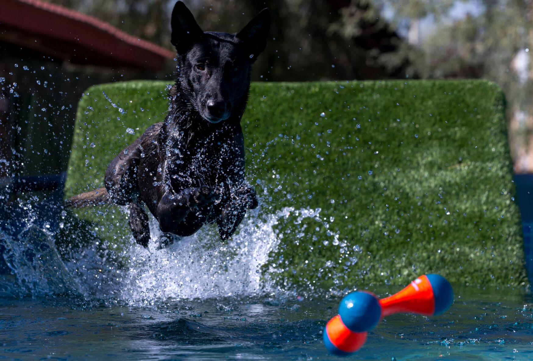 Diving Dogs at Elevate Dog Center